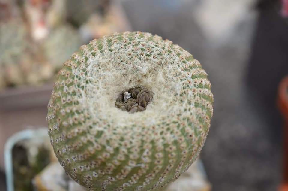 Yavia cryptocarpa very rare cactus seeds 5 seeds