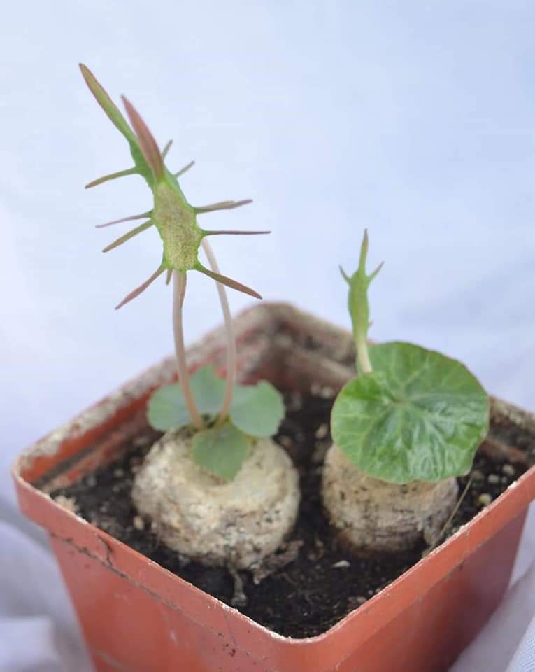 Dorstenia barnimiana 5 seeds caudex