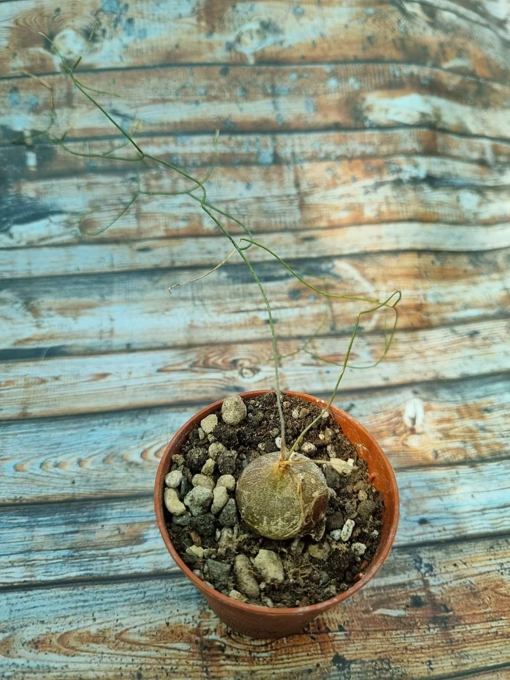 Schizobasis intricata 10 seeds Very rare bulb unique cadex succulent