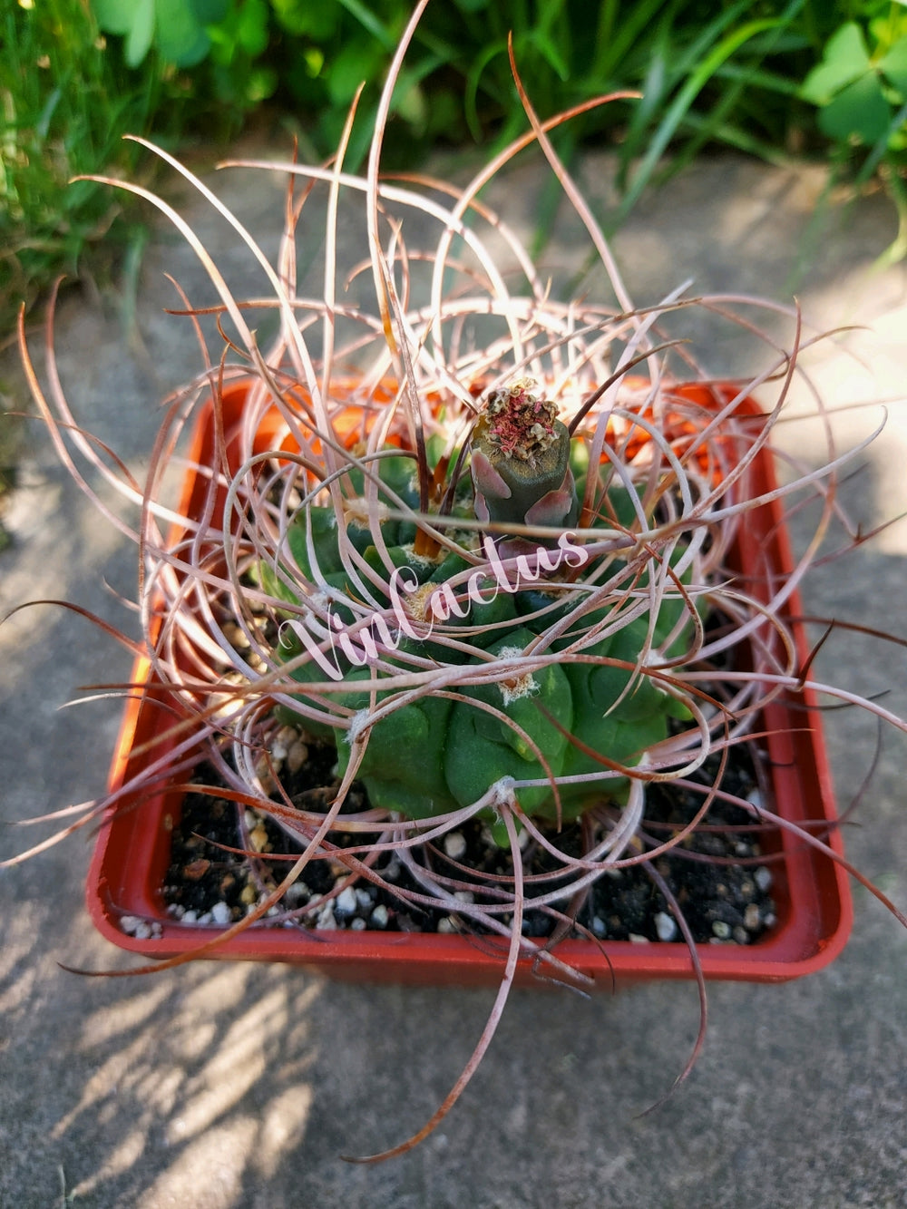 Gymnocalycium guanchinense v. mirandaense LF 16a  10 SEEDS RARE cactus succulents seeds