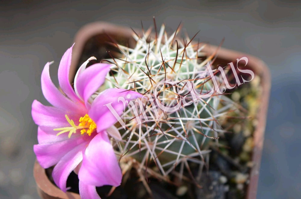 Mammillaria ex. Bartschella  schumannii 10 SEEDS  fresh . Very rare.