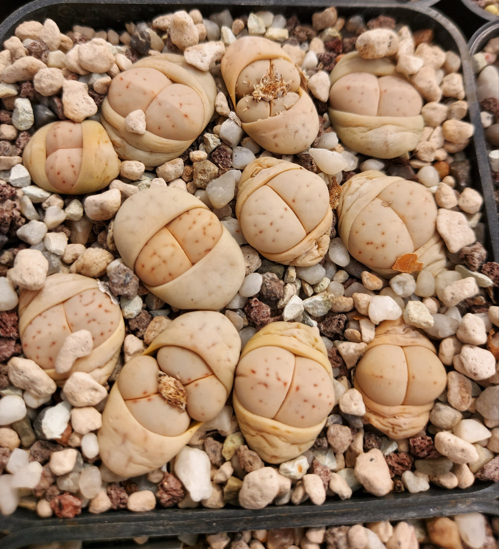 lithops ruschiorum C 242  - 20 fresh seeds