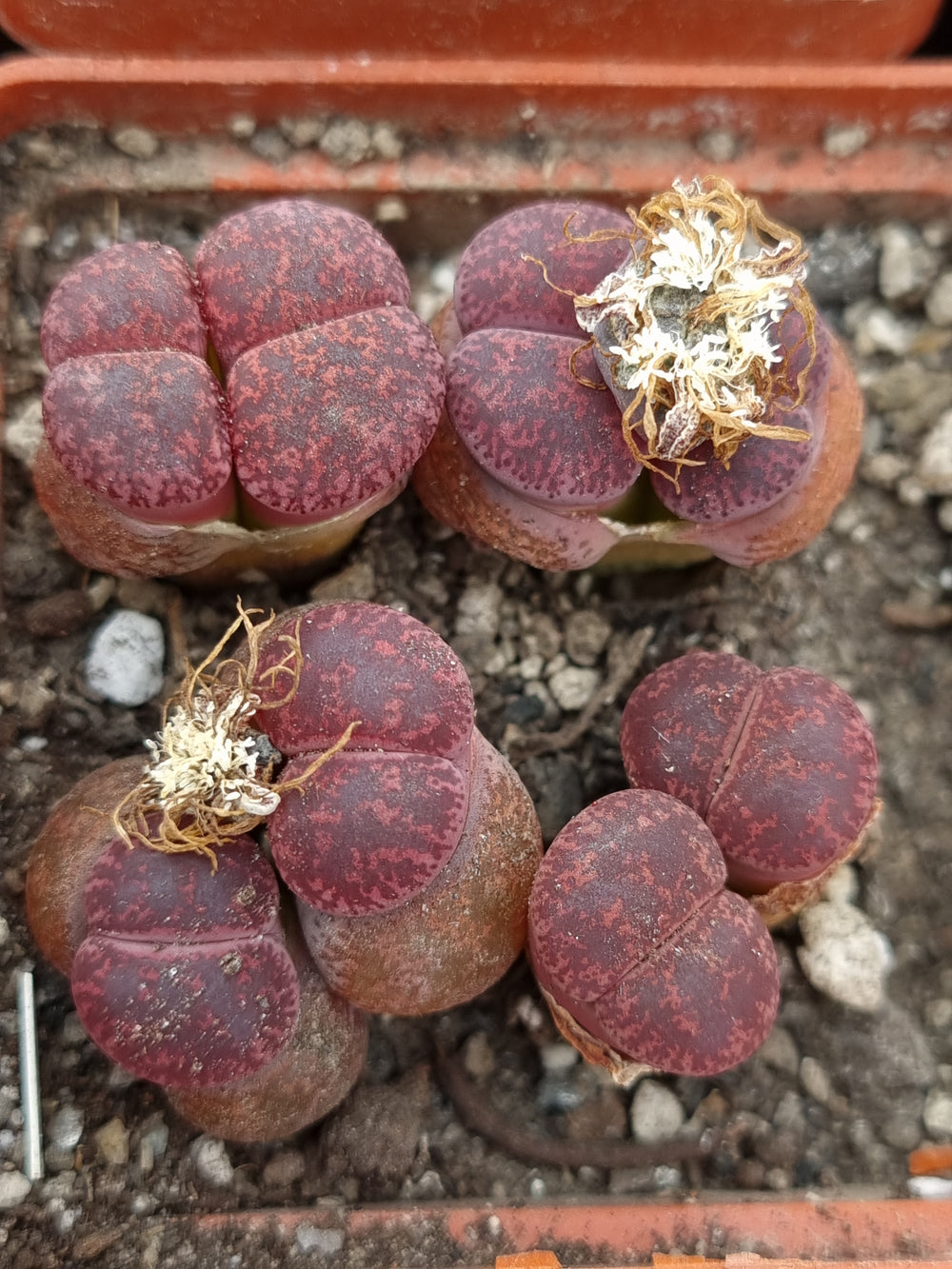 Lithops lesliei 'Fred's Redhead' - 10 fresh seeds