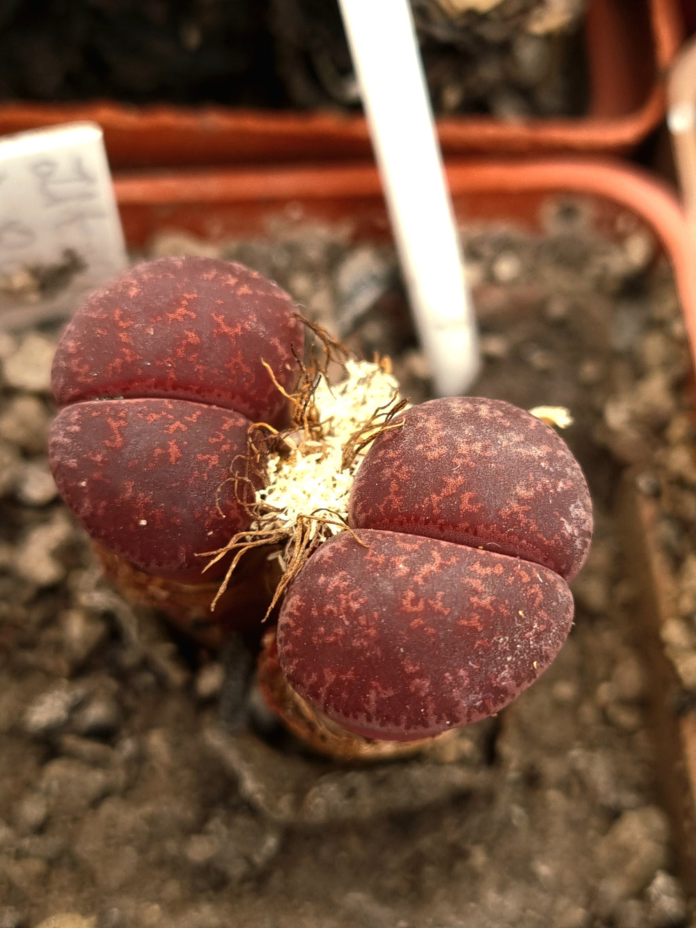 Lithops lesliei 'Fred's Redhead' - 10 fresh seeds