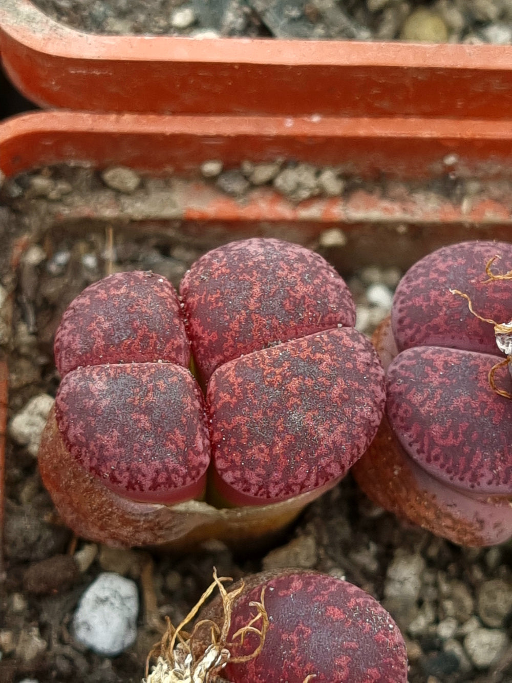 Lithops lesliei 'Fred's Redhead' - 10 fresh seeds