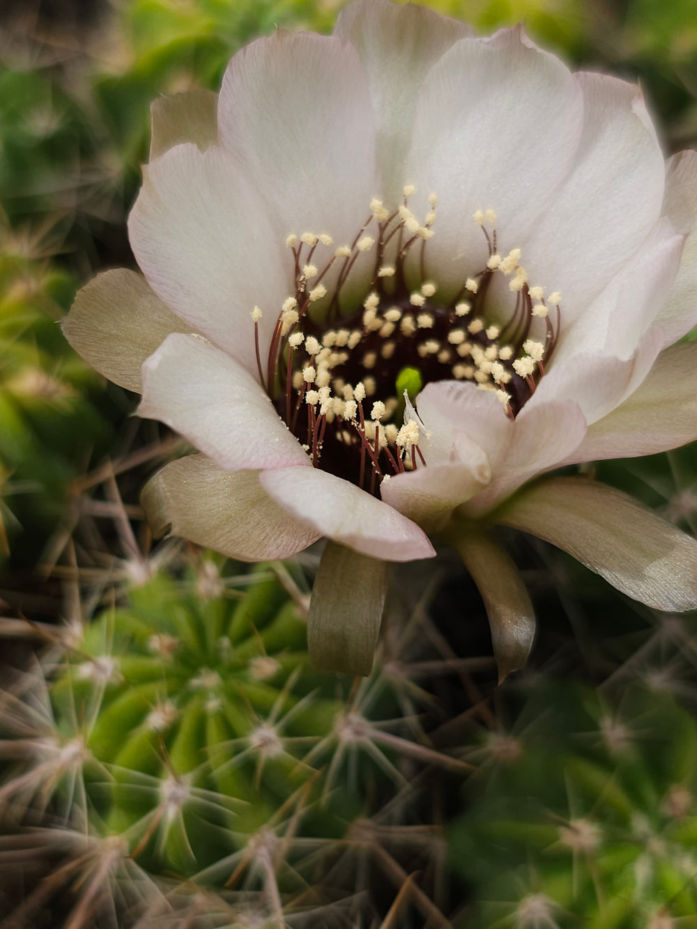 Lobivia jajoiana anemone 10 seeds  fresh seeds