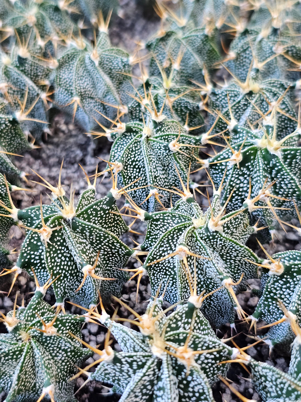 Astrophytum ornatum 10 seeds