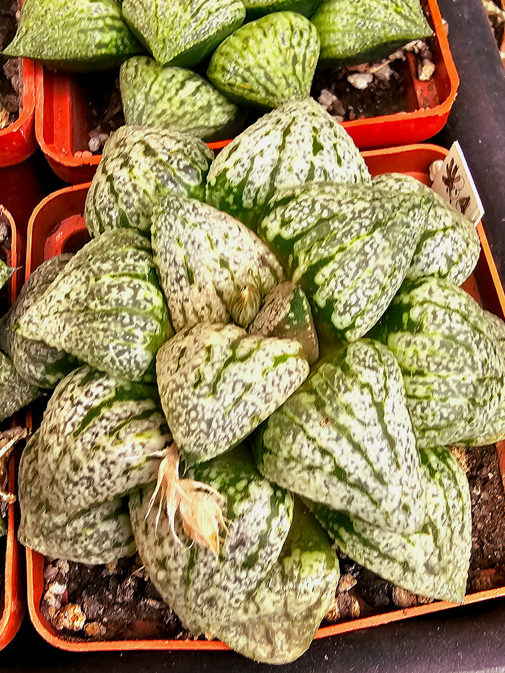 Haworthia picta Ivori white 10 seeds