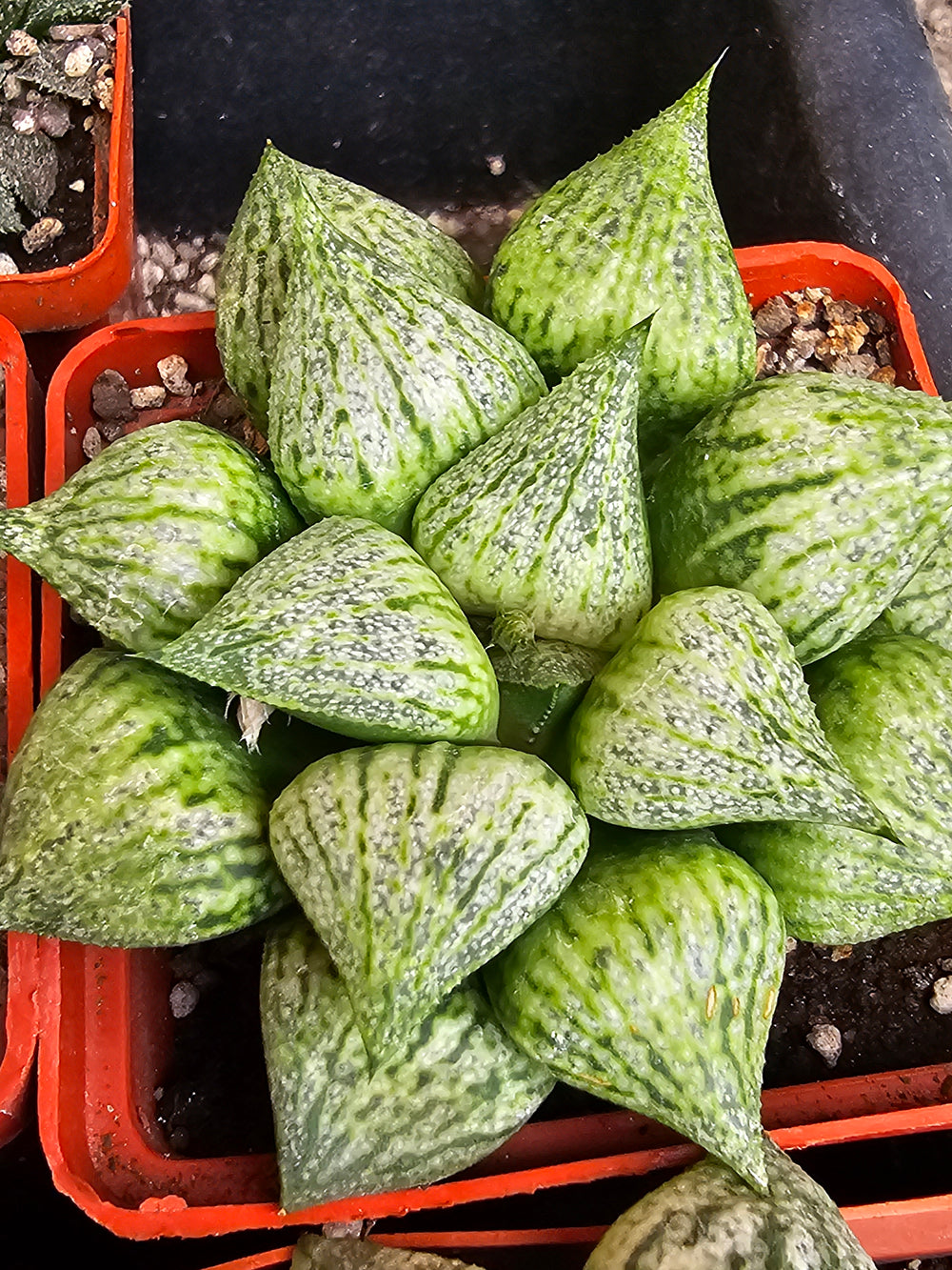 Haworthia picta Ivori white 10 seeds