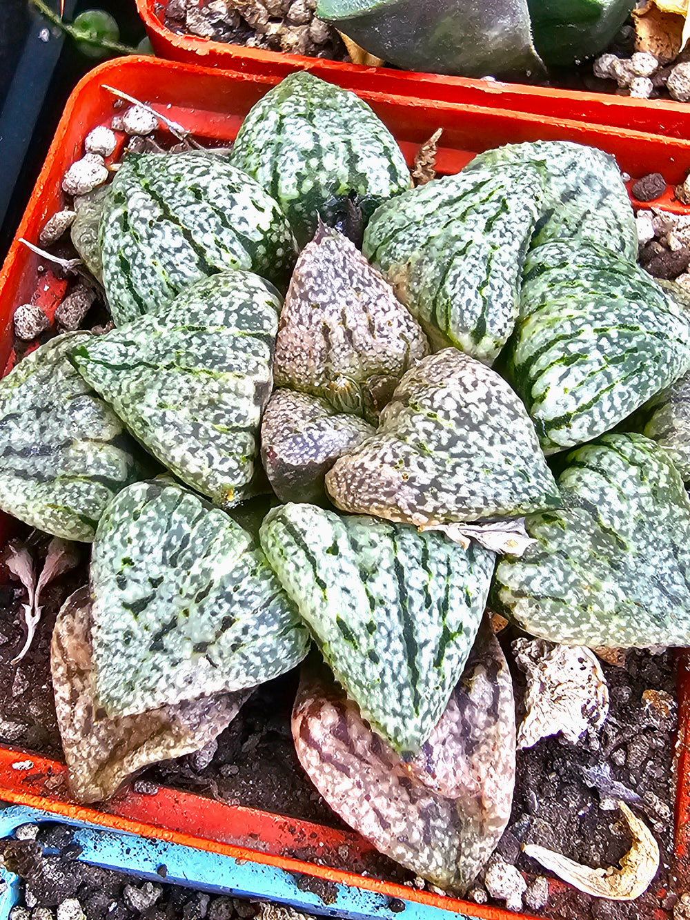 Haworthia picta Ivori white 10 seeds