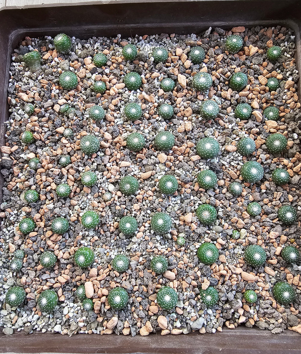 Blossfeldia liliputana MINIATURE CACTUS 20 seeds semi