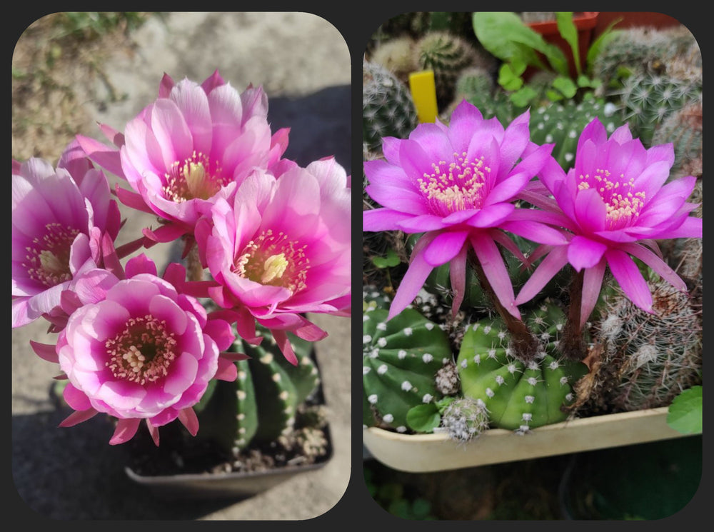 Echinopsis subdenuda red flower hybrids 20 seeds