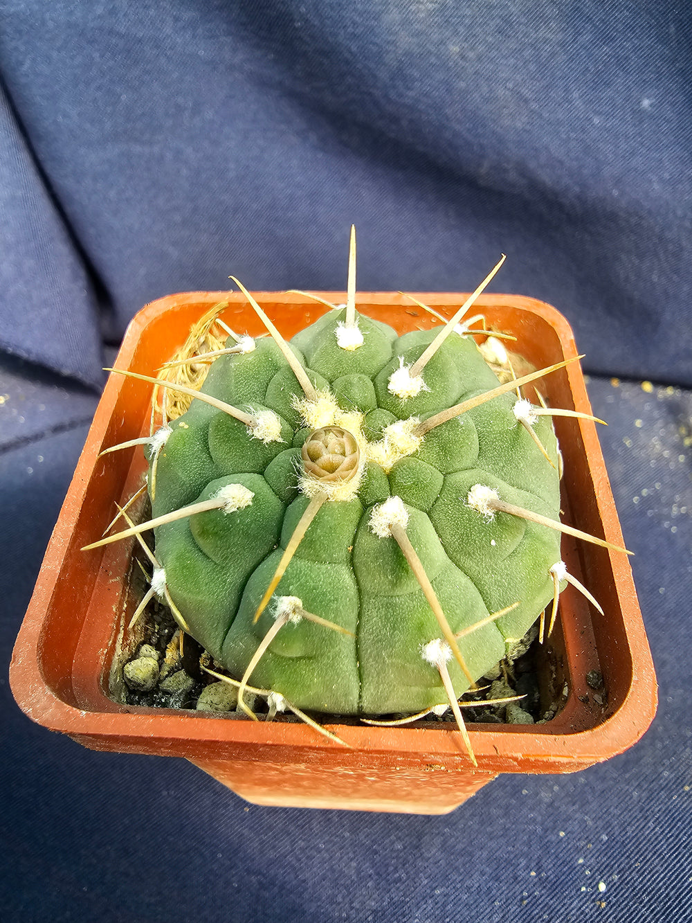 Gymnocalycium vatteri single spine 10 SEEDS  fresh .