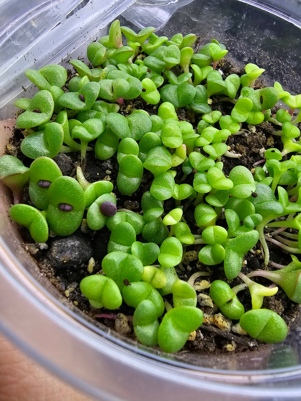 Pleiospilos nelii royal flush 10 seeds Living stones