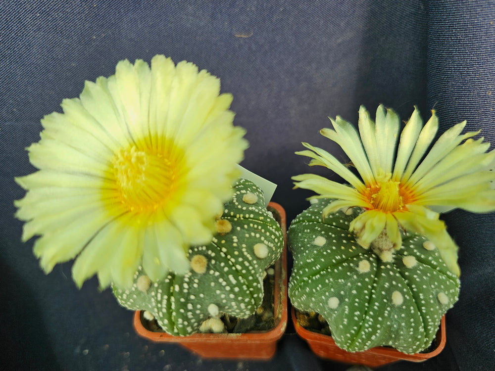 Astrophytum asterias cv. Star Shape Yamamoto   10  fresh seeds