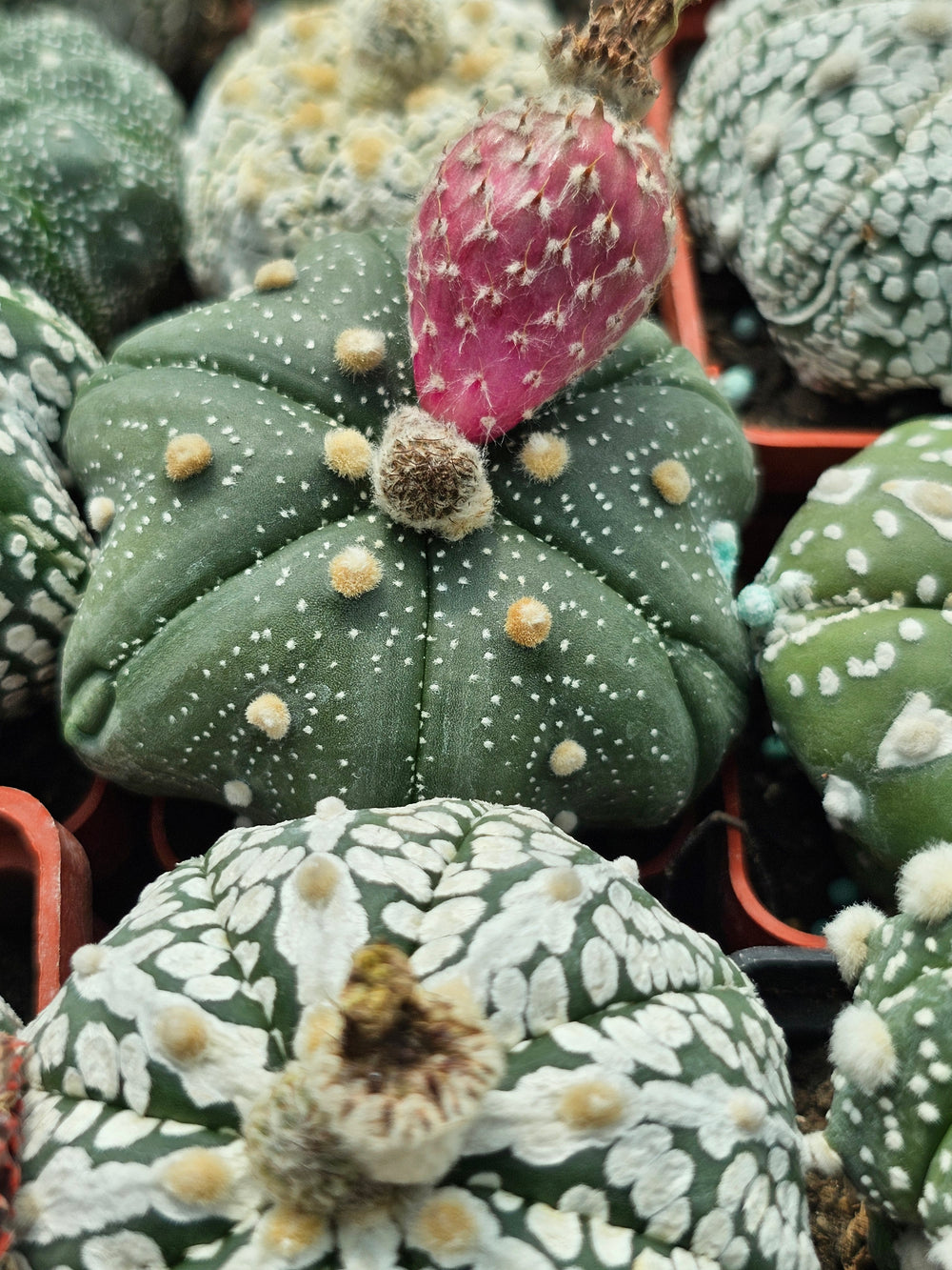 Astrophytum asterias cv. Star Shape Fukuryu  10  fresh seeds