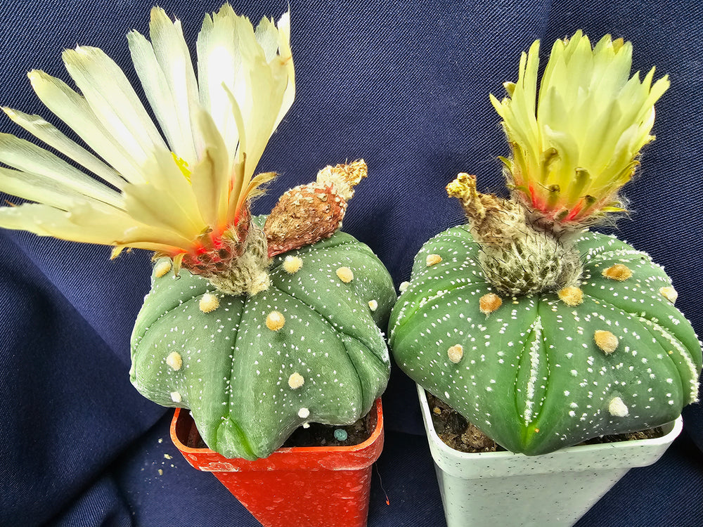 Astrophytum asterias cv. Star Shape Fukuryu  10  fresh seeds