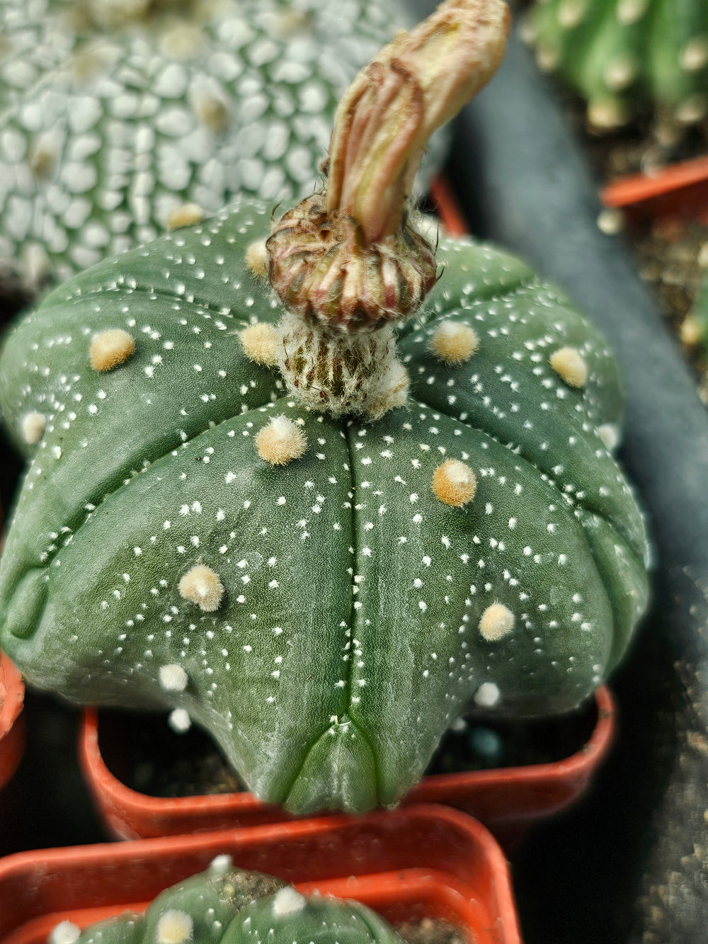 Astrophytum asterias cv. Star Shape Fukuryu  10  fresh seeds