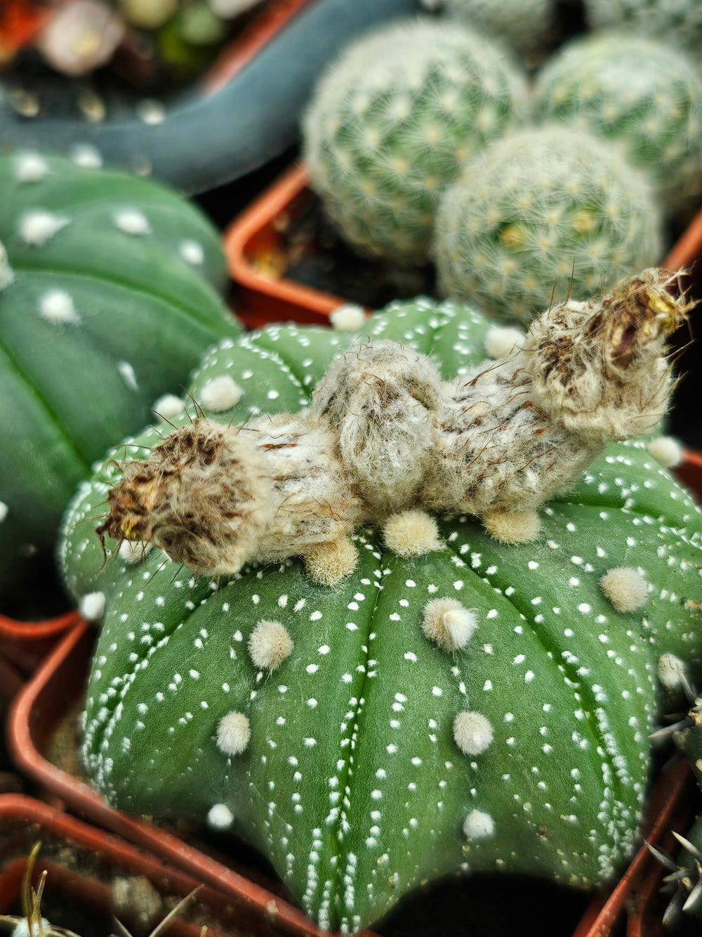 Astrophytum asterias cv. Star Shape Yamamoto   10  fresh seeds