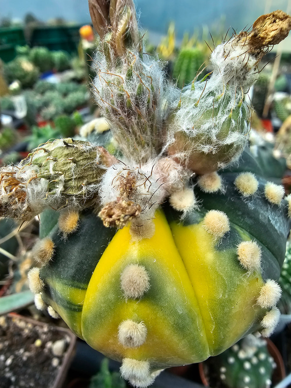 astrophytum asterias cv Nichiki   10  fresh seeds