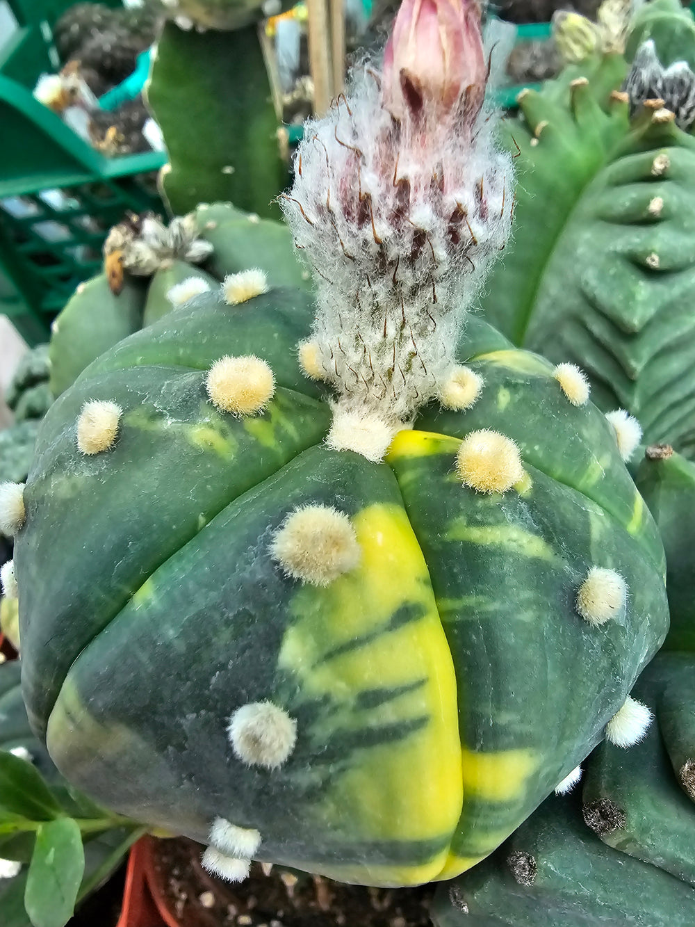 astrophytum asterias cv Nichiki   10  fresh seeds