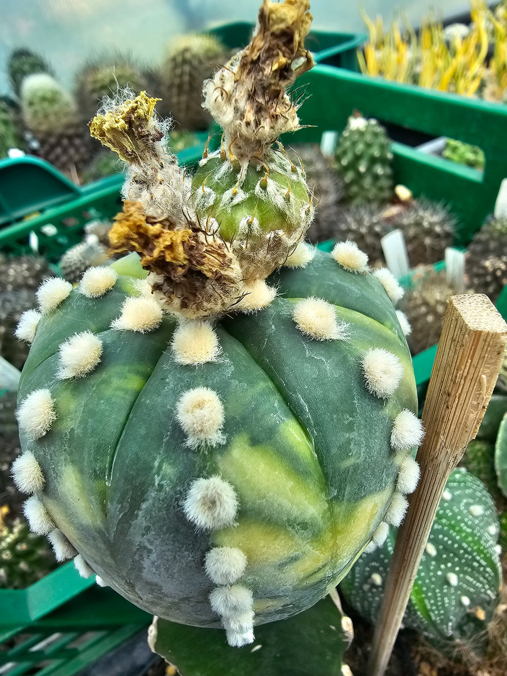 astrophytum asterias cv Nichiki   10  fresh seeds