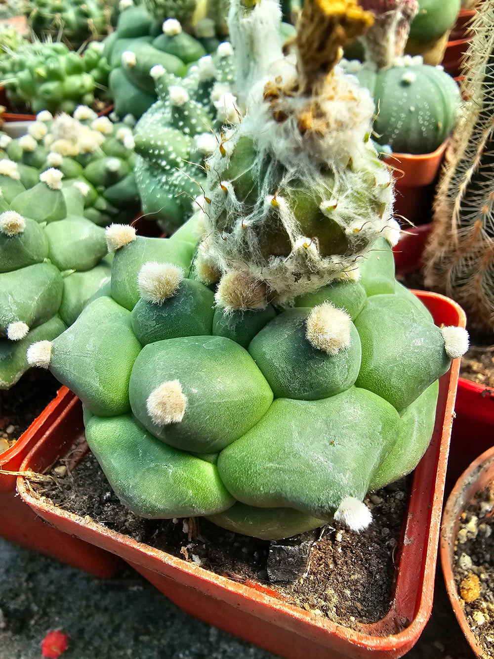 Astrophytum asterias cv. Kikko 'Durian'    10  fresh seeds