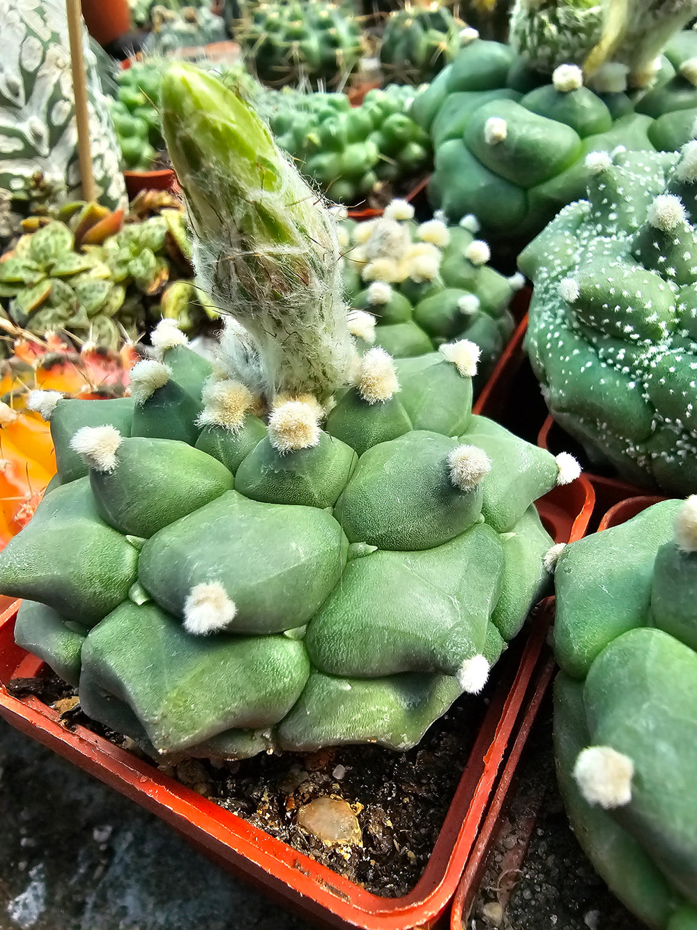 Astrophytum asterias cv. Kikko 'Durian'    10  fresh seeds