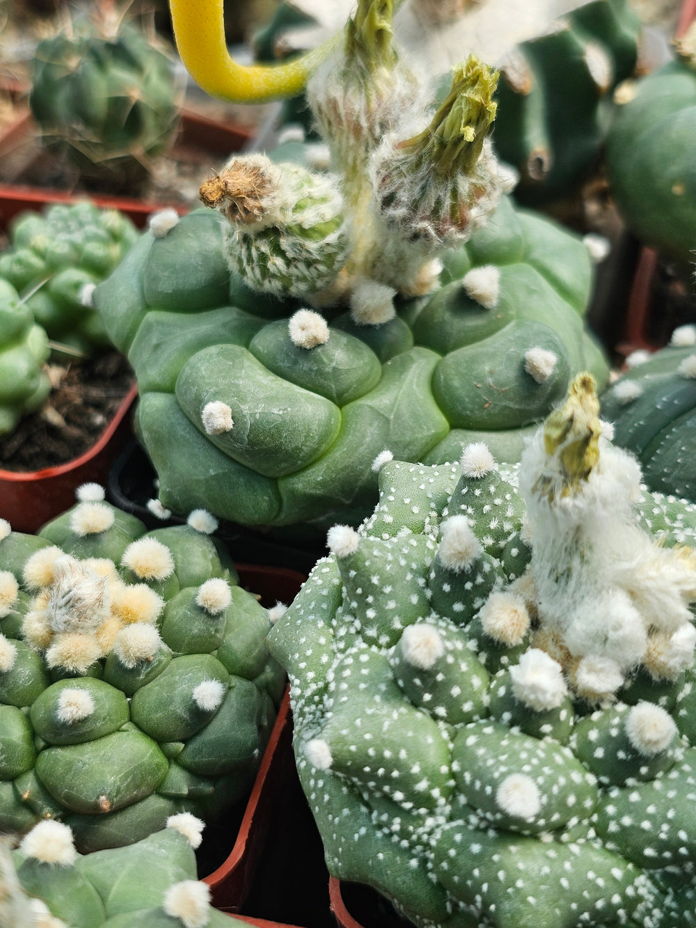 Astrophytum asterias cv. Kikko 'Durian'    10  fresh seeds