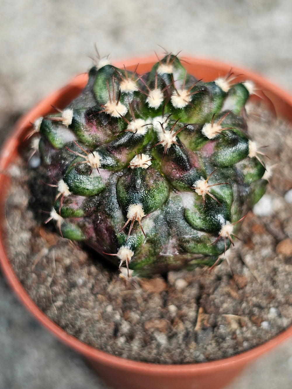 Gymnocalycium mihanovichii friedrichii variegata  20 fresh seeds