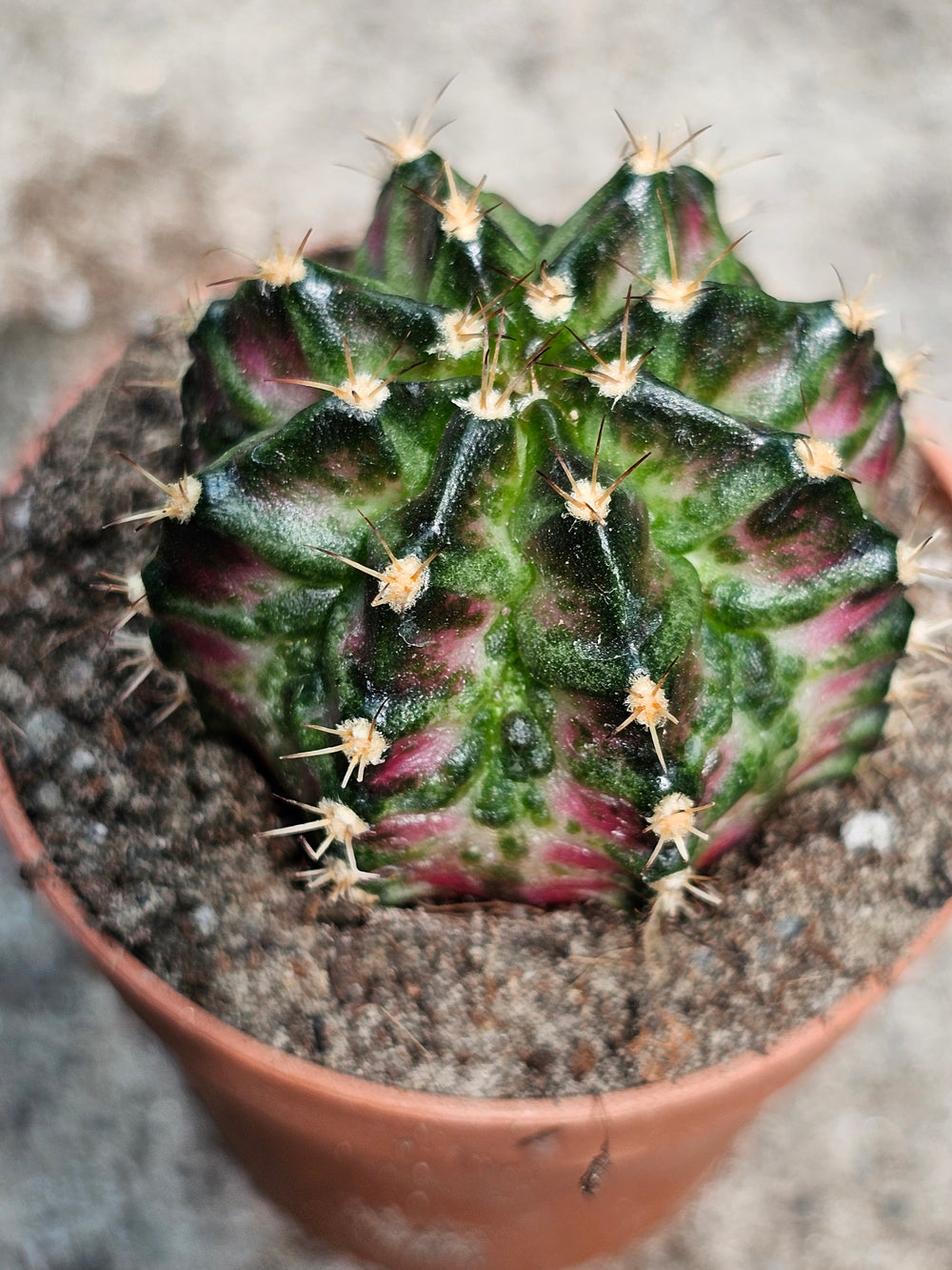 Gymnocalycium mihanovichii friedrichii variegata  20 fresh seeds