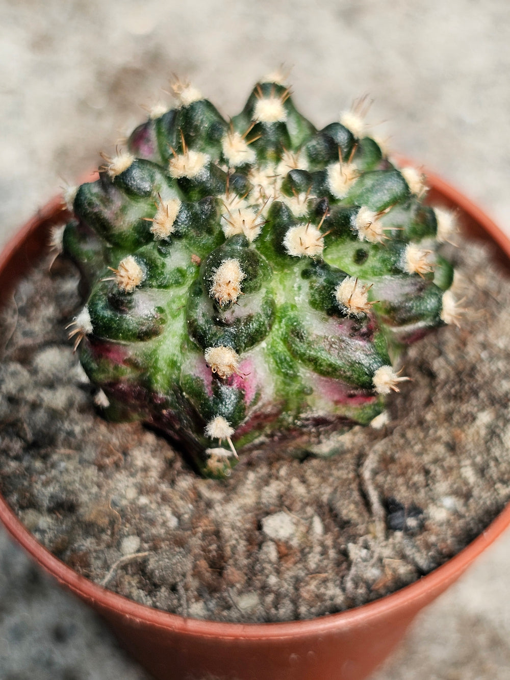 Gymnocalycium mihanovichii friedrichii variegata  20 fresh seeds