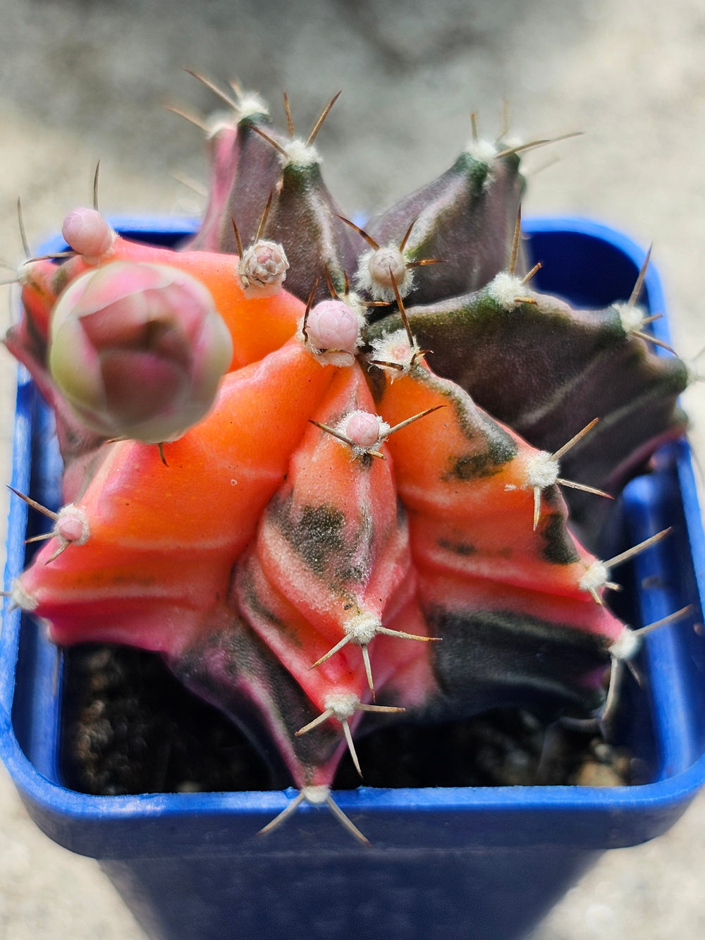 Gymnocalycium mihanovichii friedrichii variegata  20 fresh seeds