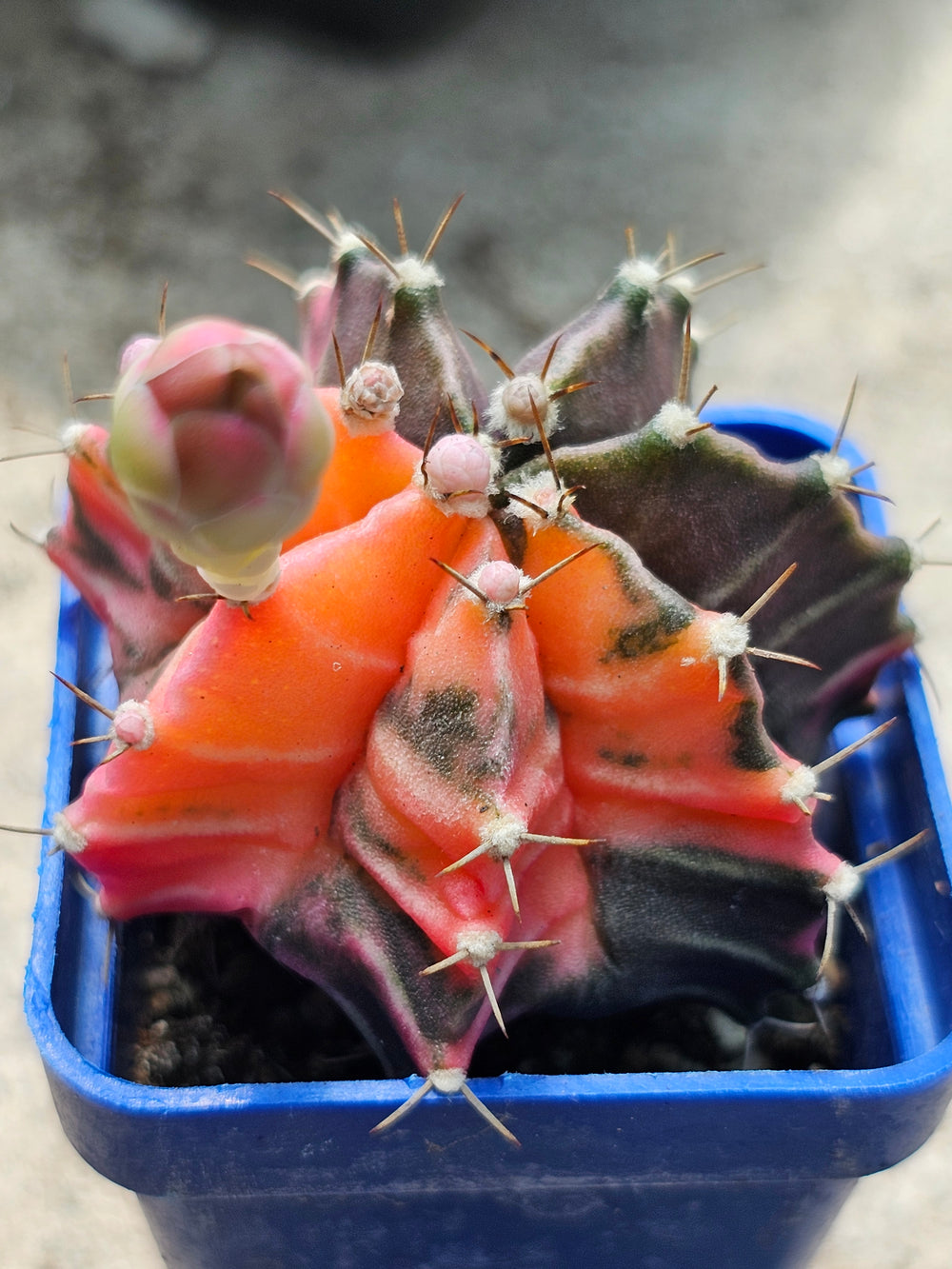 Gymnocalycium mihanovichii friedrichii variegata  20 fresh seeds