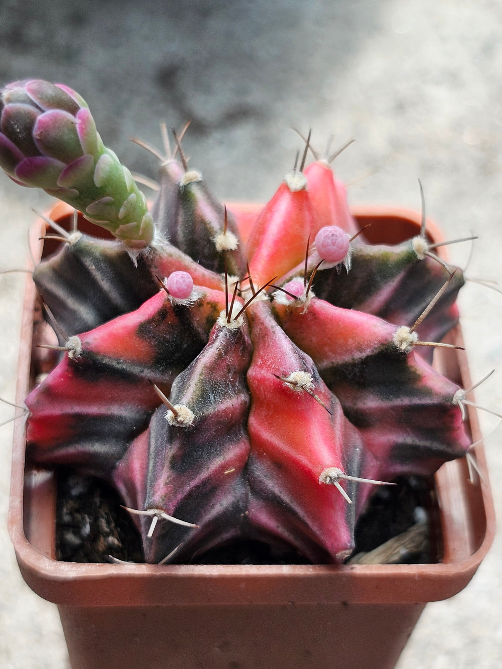 Gymnocalycium mihanovichii friedrichii variegata  20 fresh seeds