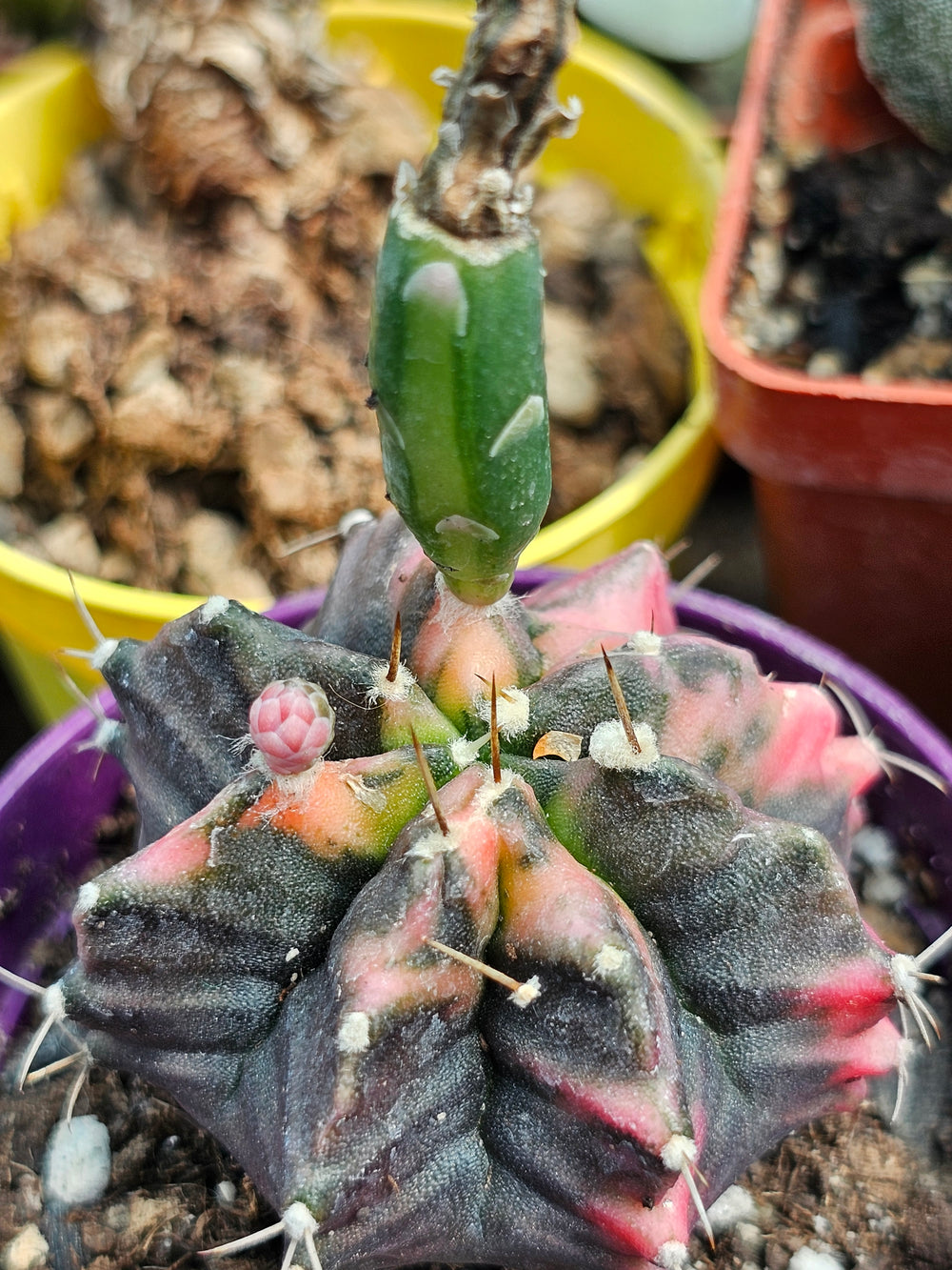 Gymnocalycium mihanovichii friedrichii variegata  20 fresh seeds