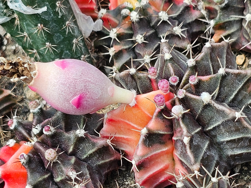 Gymnocalycium mihanovichii friedrichii variegata  20 fresh seeds