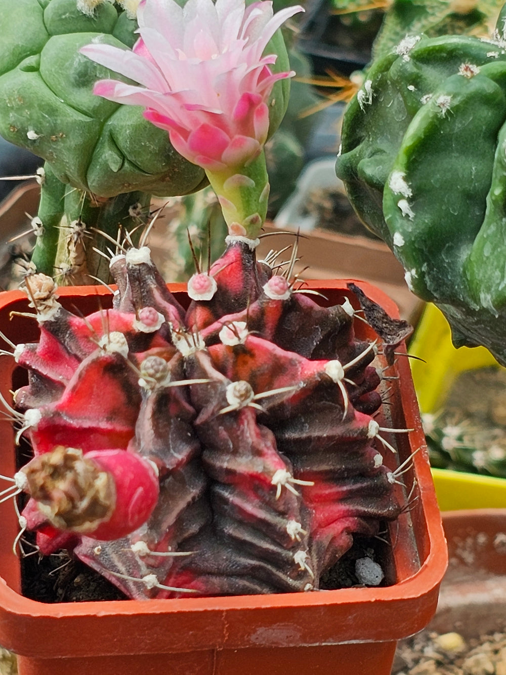 Gymnocalycium mihanovichii friedrichii variegata  20 fresh seeds