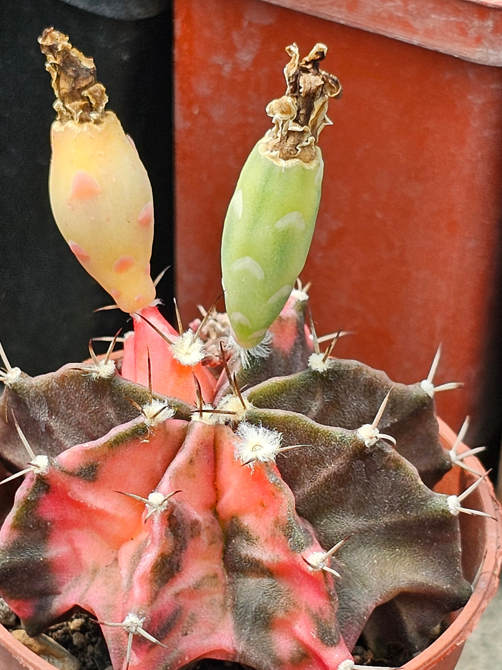 Gymnocalycium mihanovichii friedrichii variegata  20 fresh seeds