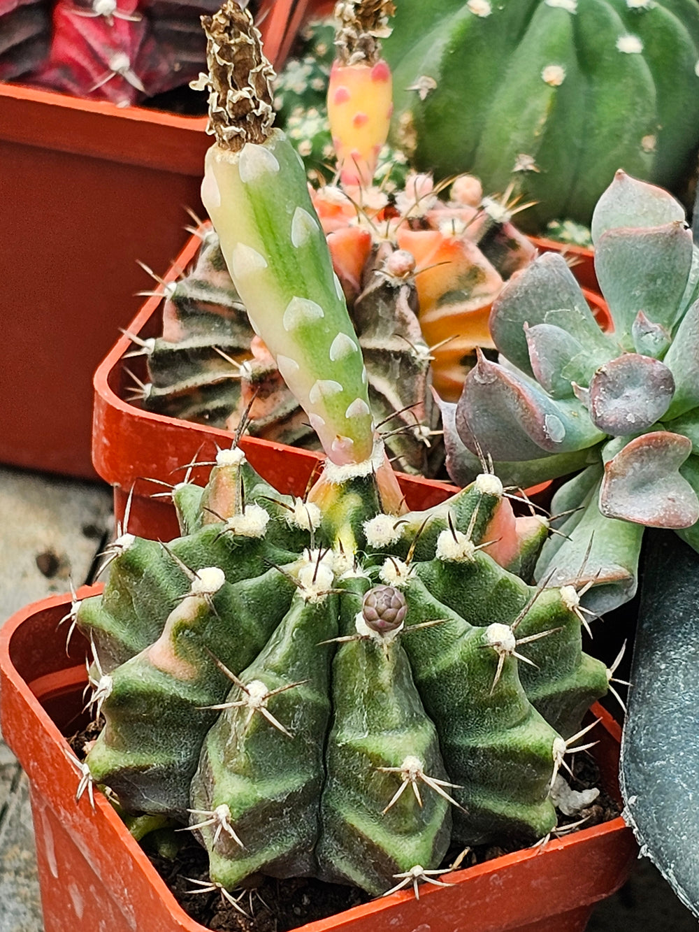 Gymnocalycium mihanovichii friedrichii variegata  20 fresh seeds