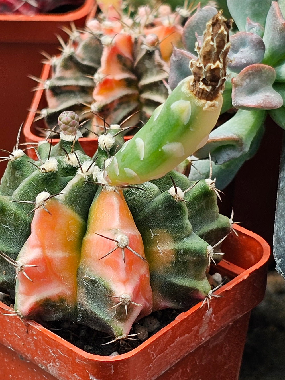 Gymnocalycium mihanovichii friedrichii variegata  20 fresh seeds