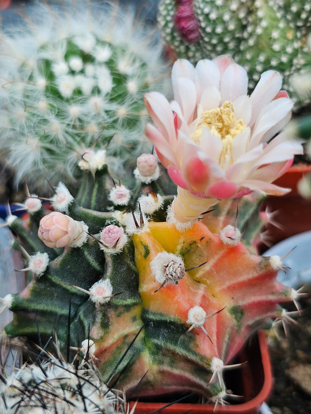 Gymnocalycium mihanovichii friedrichii variegata  20 fresh seeds