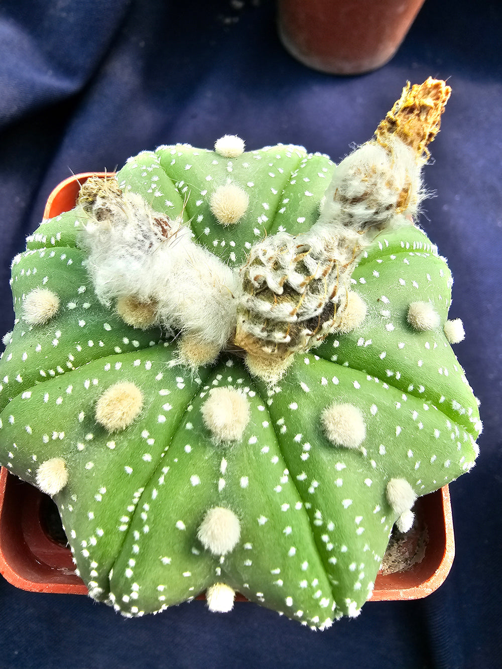 Astrophytum asterias cv. Star Shape Yamamoto   10  fresh seeds