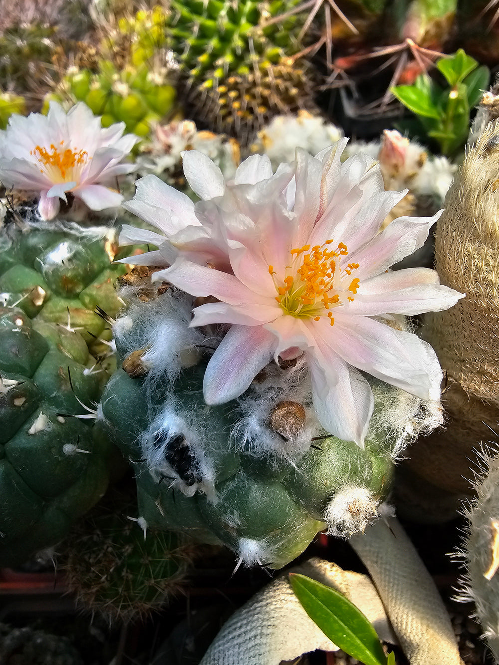 Turbinicarpus lophophoroides Rio Verde  10 seeds