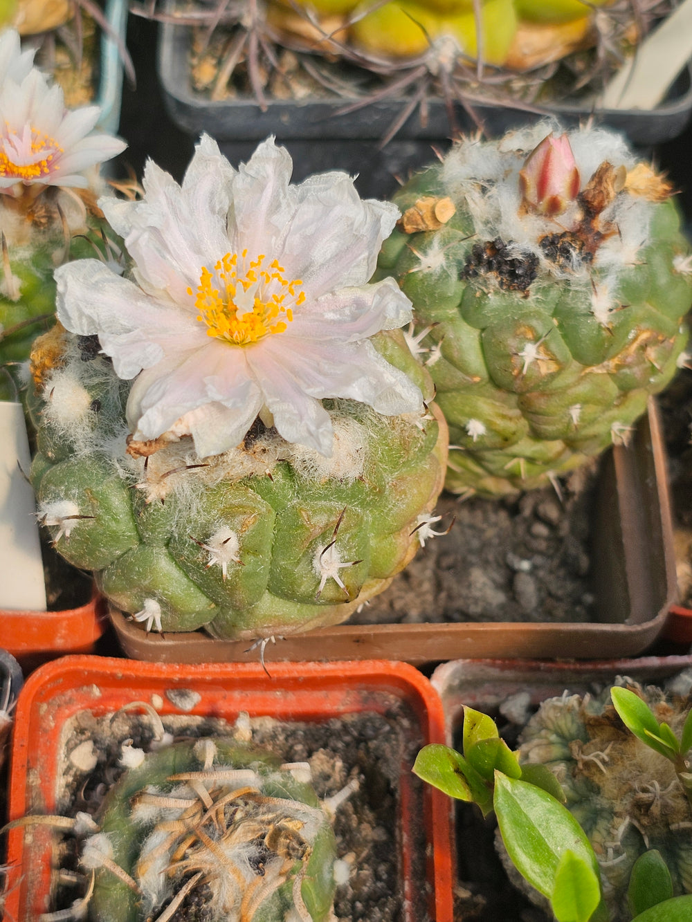 Turbinicarpus lophophoroides Rio Verde  10 seeds