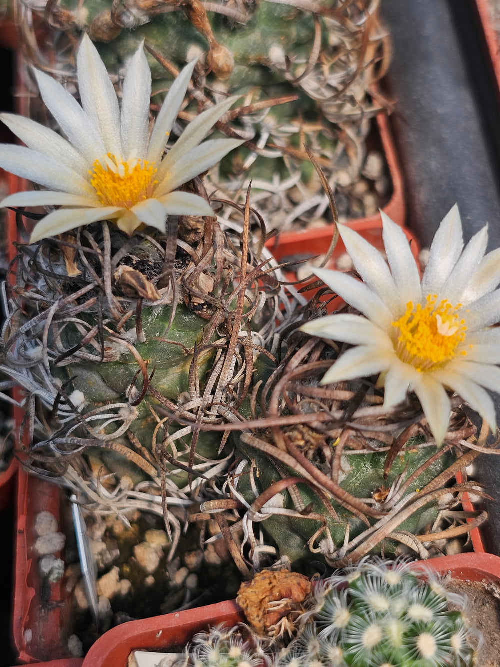 Turbinicarpus klinkerianus el huizache (San Luis Potosi Mexico)  10  fresh seeds