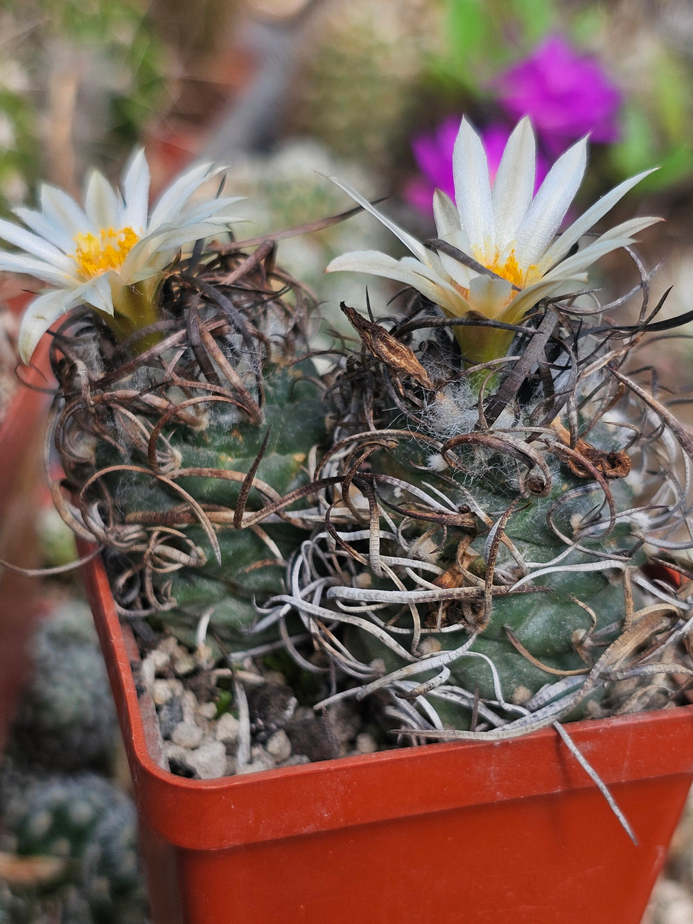 Turbinicarpus klinkerianus el huizache (San Luis Potosi Mexico)  10  fresh seeds