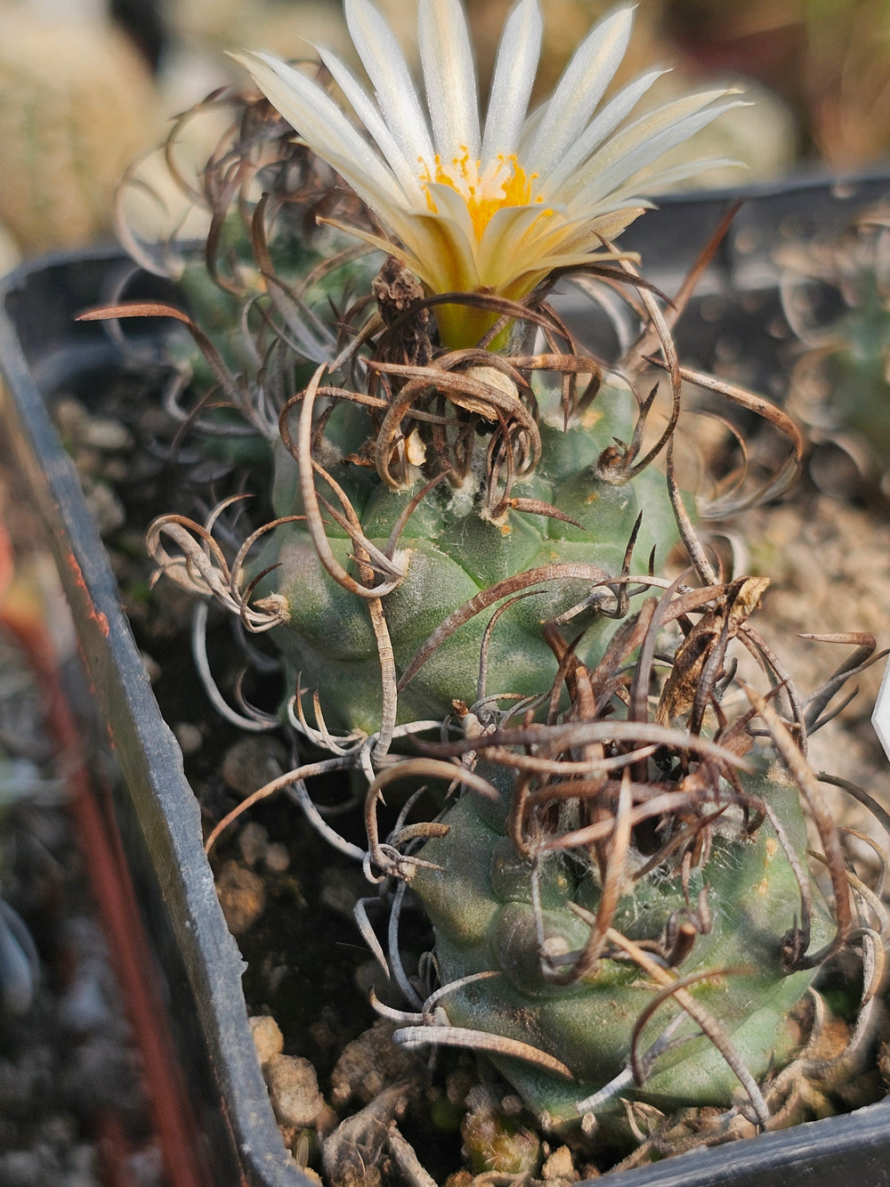 Turbinicarpus klinkerianus el huizache (San Luis Potosi Mexico)  10  fresh seeds