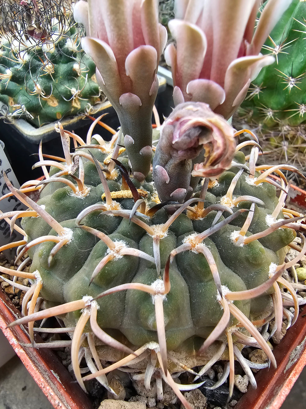 Gymnocalycium riojense v paucispinum.  10 SEEDS RARE cactus succulents seeds