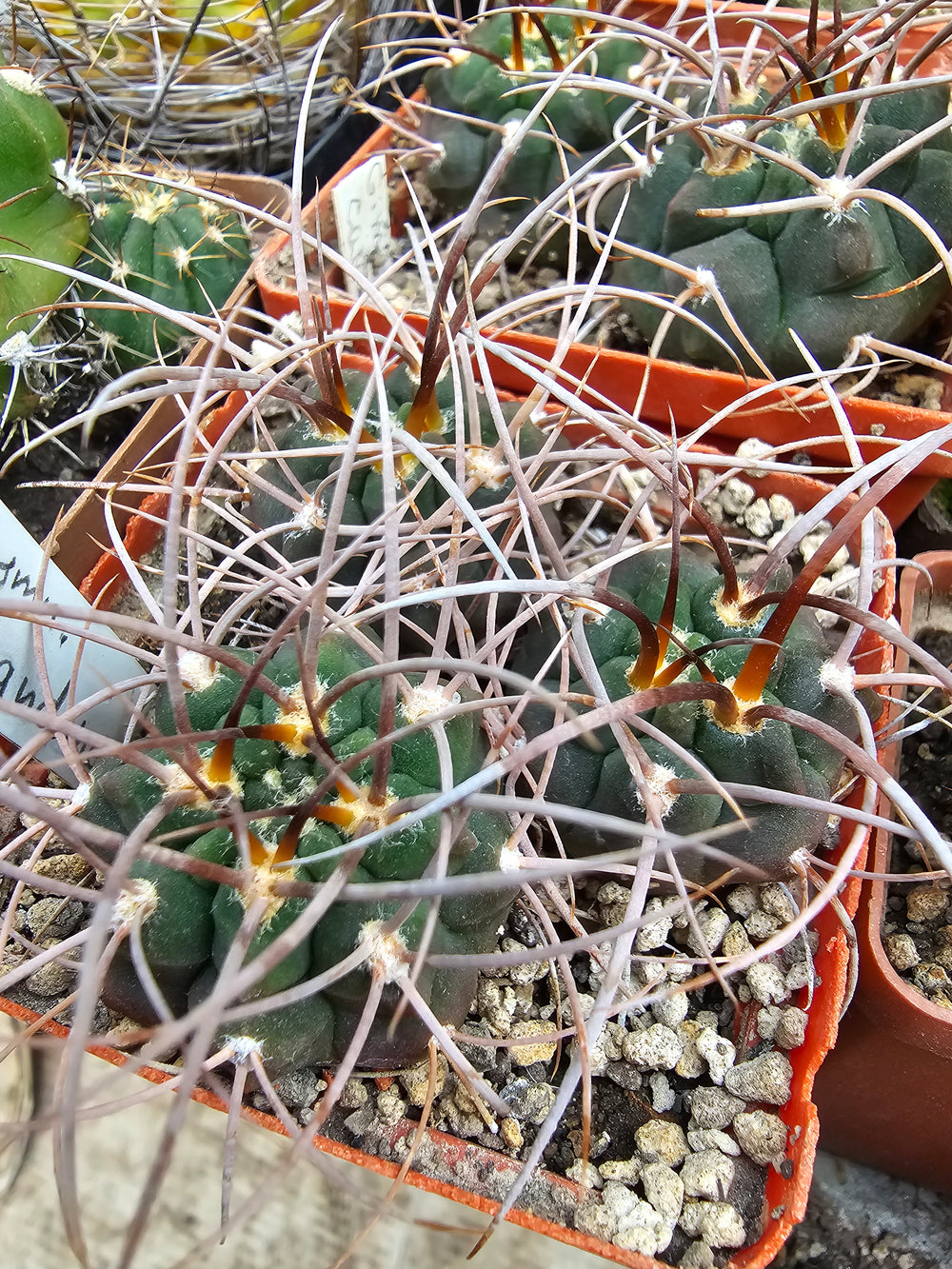 Gymnocalycium guanchinense v. mirandaense LF 16a  10 SEEDS RARE cactus succulents seeds